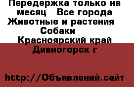 Передержка только на месяц - Все города Животные и растения » Собаки   . Красноярский край,Дивногорск г.